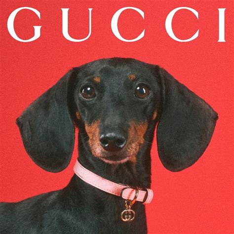 gucci pet|gucci pet slang.